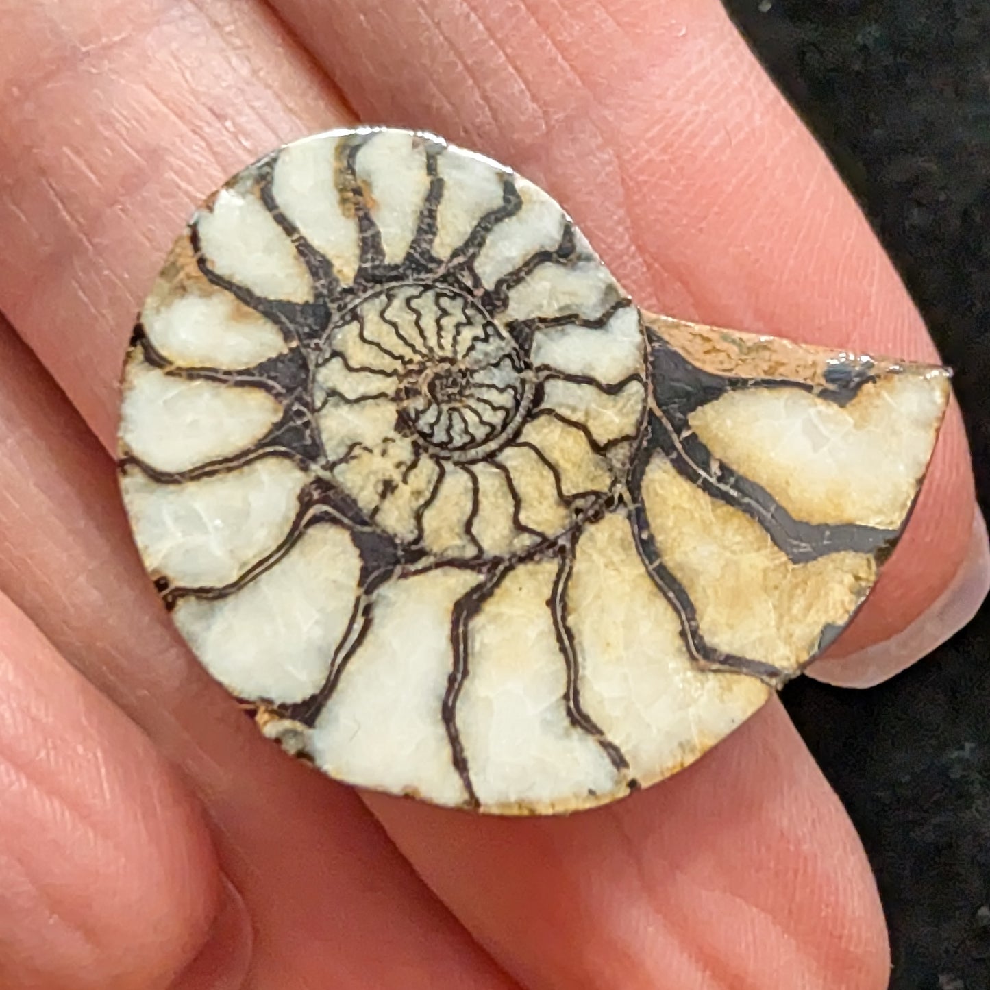 Ammonite Pair, Hematized