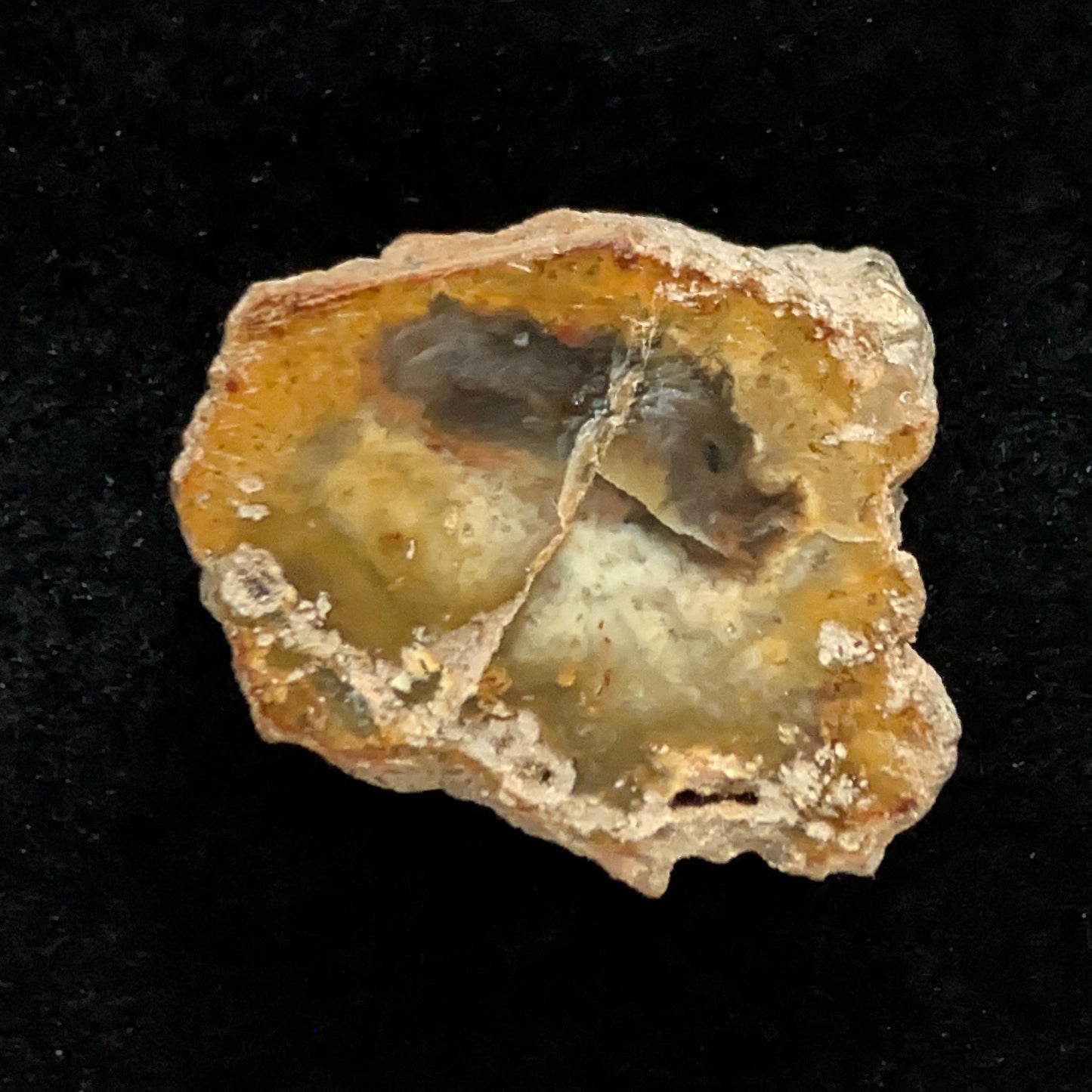 Petrified Wood Fragment