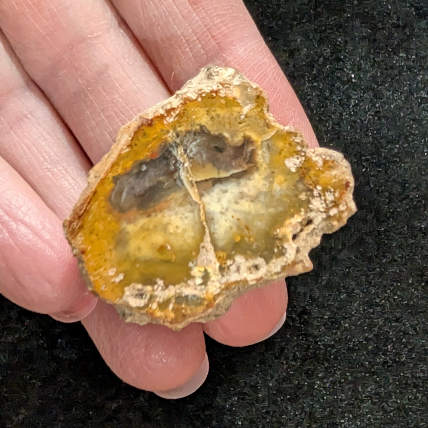 Petrified Wood Fragment