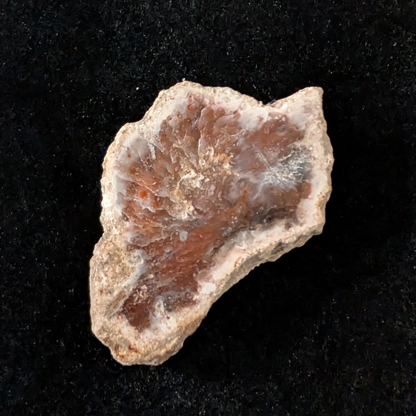 Petrified Wood Fragment