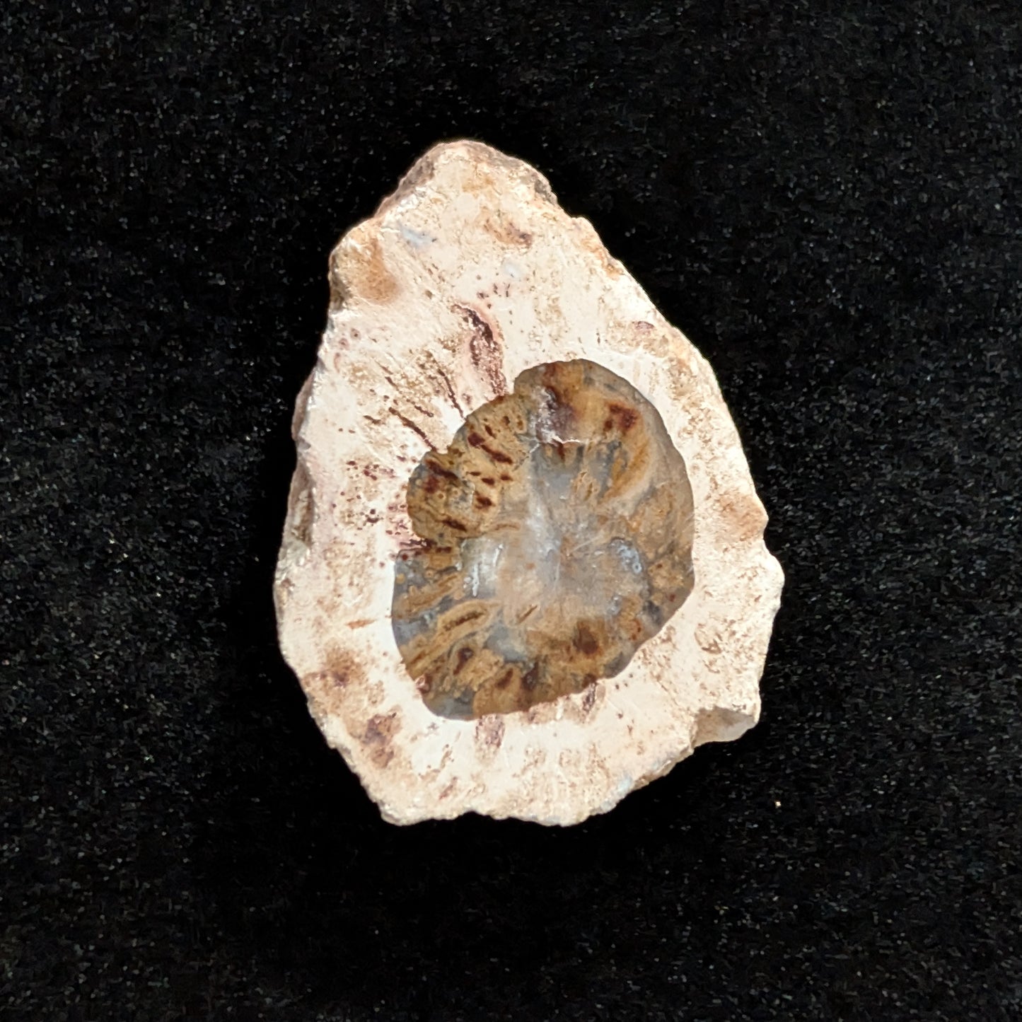 Petrified Wood Fragment