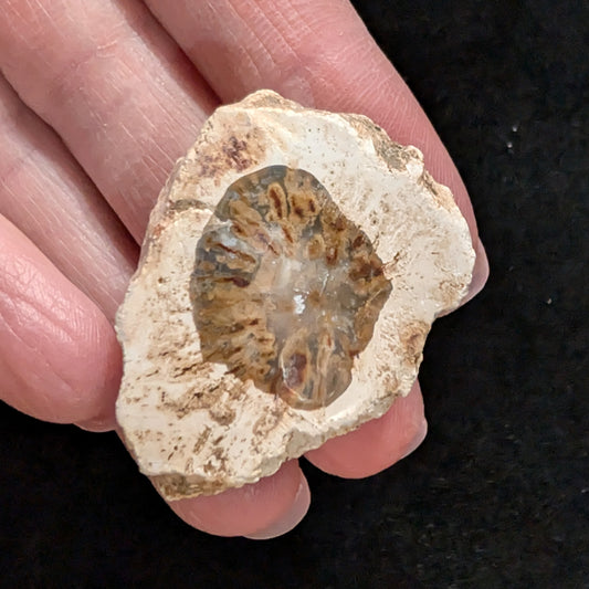 Petrified Wood Fragment