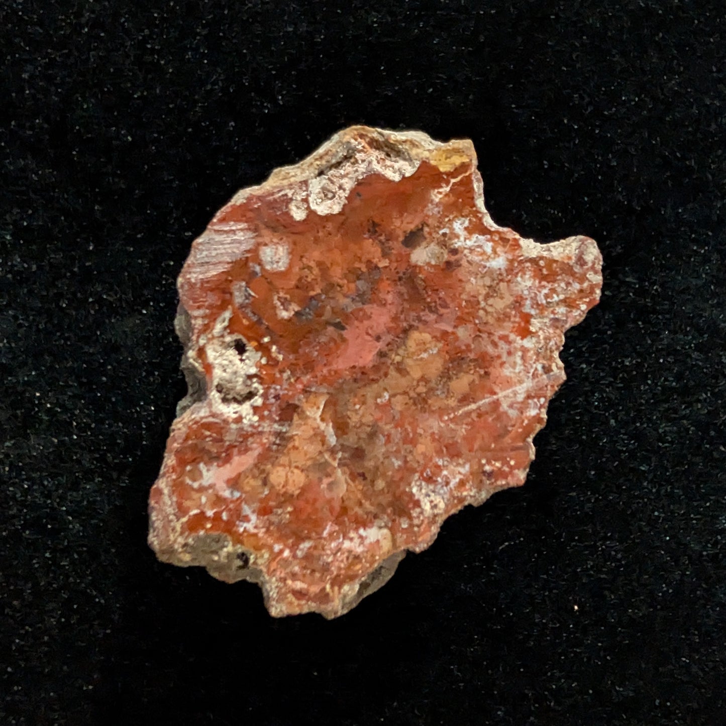 Petrified Wood Fragment