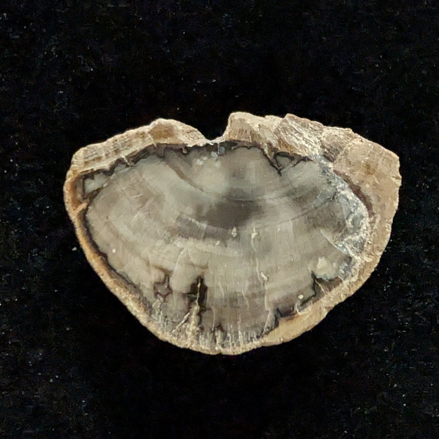 Petrified Wood Fragment