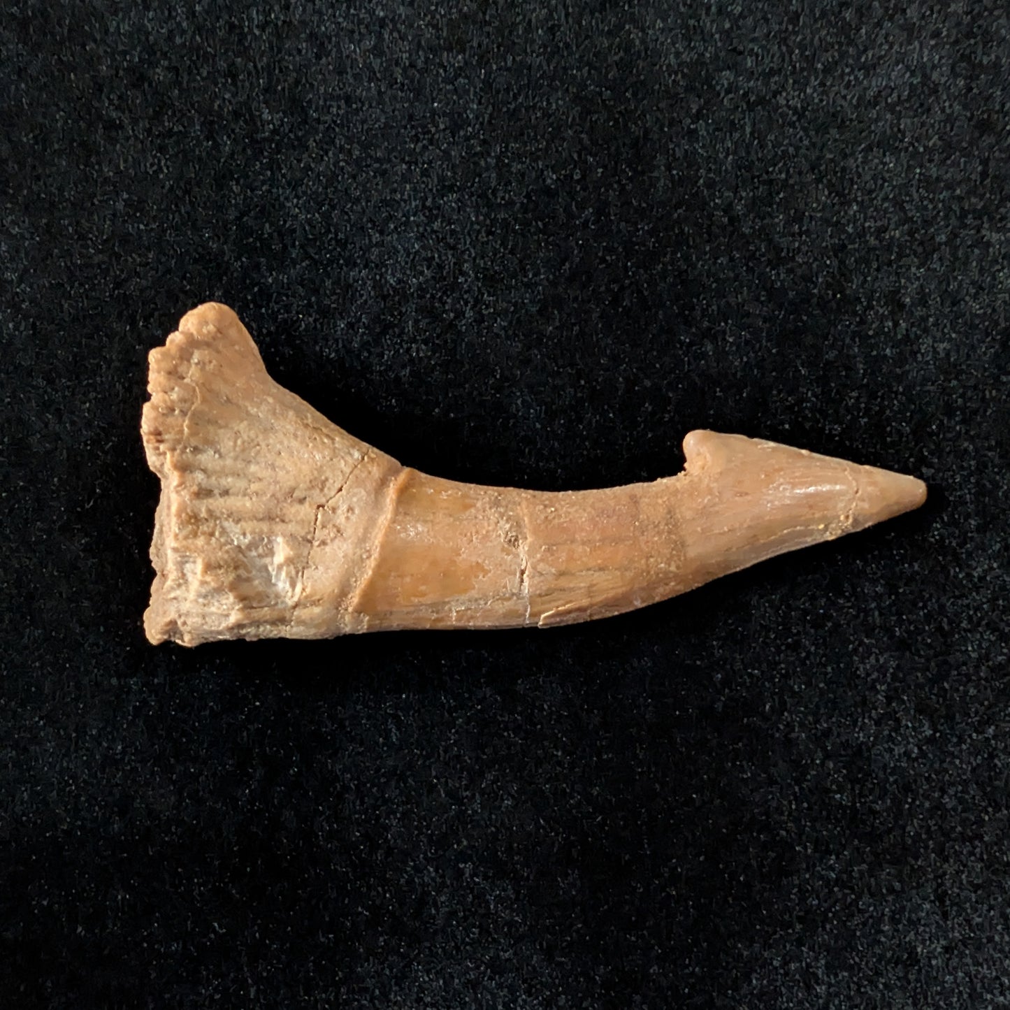 Fossil Sawfish (Onchopristis) Rostral Barb