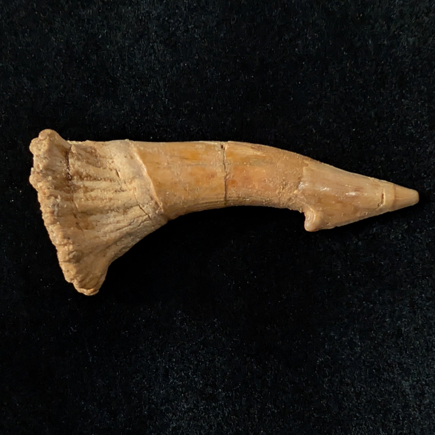 Fossil Sawfish (Onchopristis) Rostral Barb