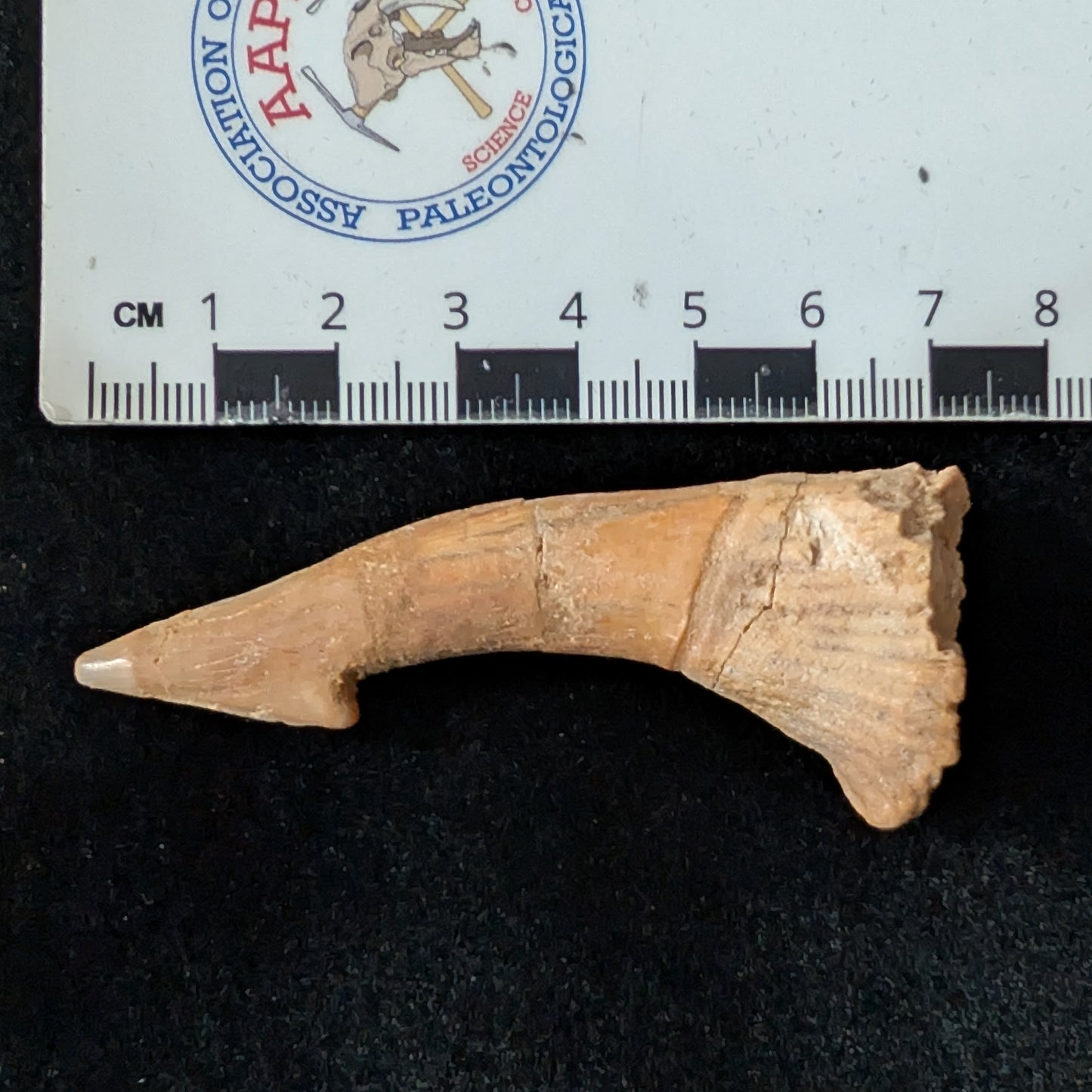 Fossil Sawfish (Onchopristis) Rostral Barb