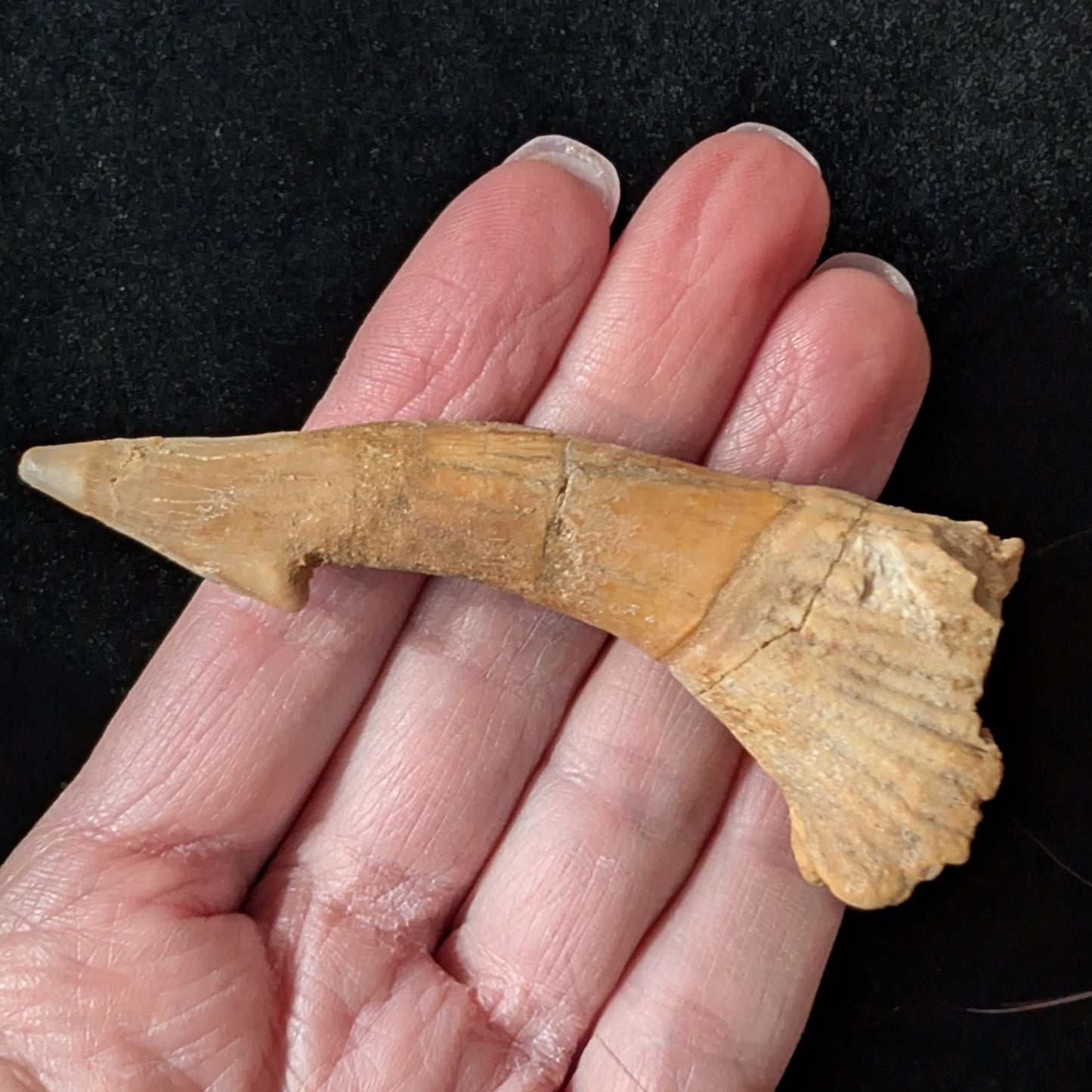 Fossil Sawfish (Onchopristis) Rostral Barb