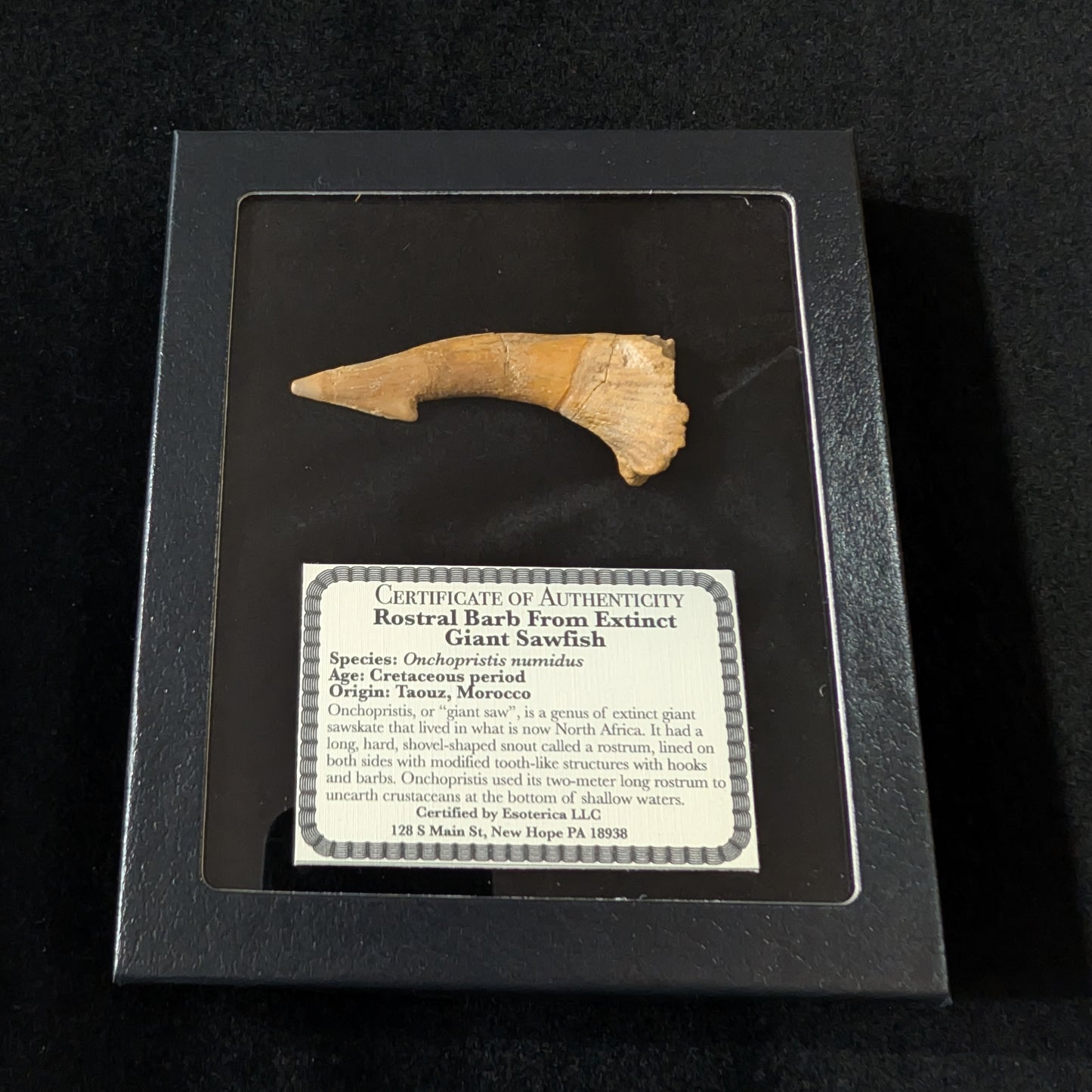 Fossil Sawfish (Onchopristis) Rostral Barb