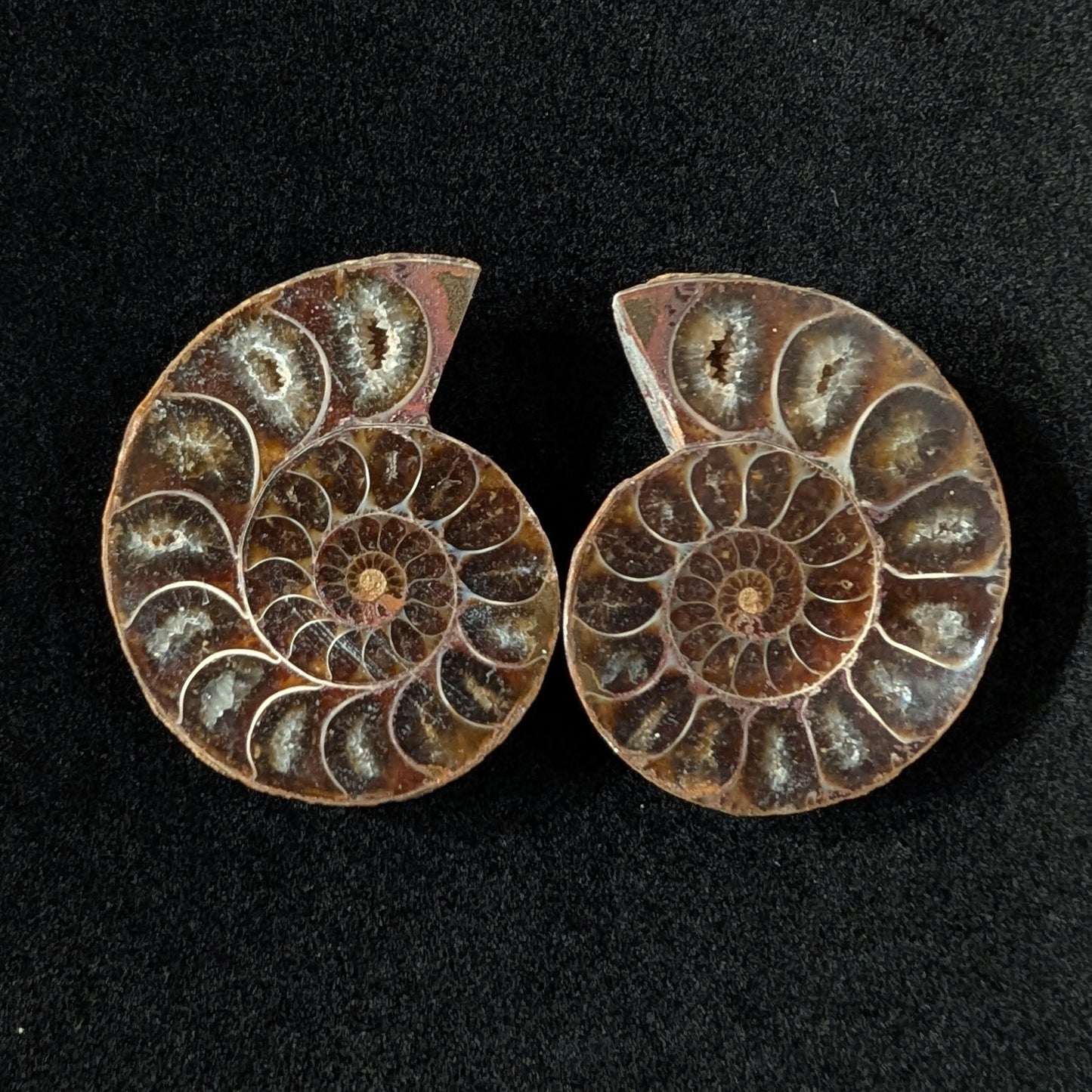 Ammonite Pair, 1.5-2.5" Premium