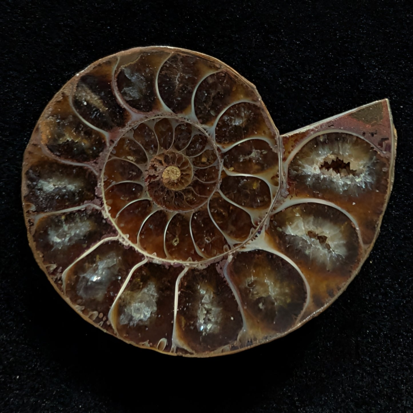 Ammonite Pair, 1.5-2.5" Premium