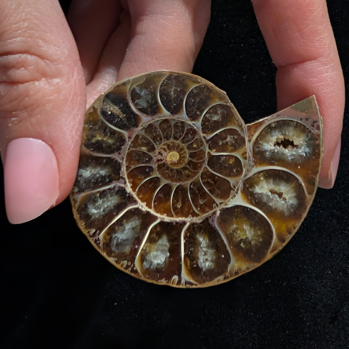 Ammonite Pair, 1.5-2.5" Premium