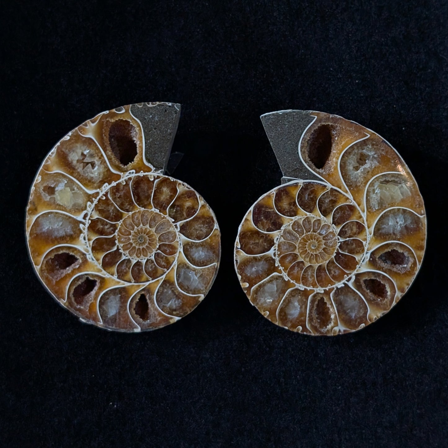 Ammonite Pair, 1.5-2.5" Premium