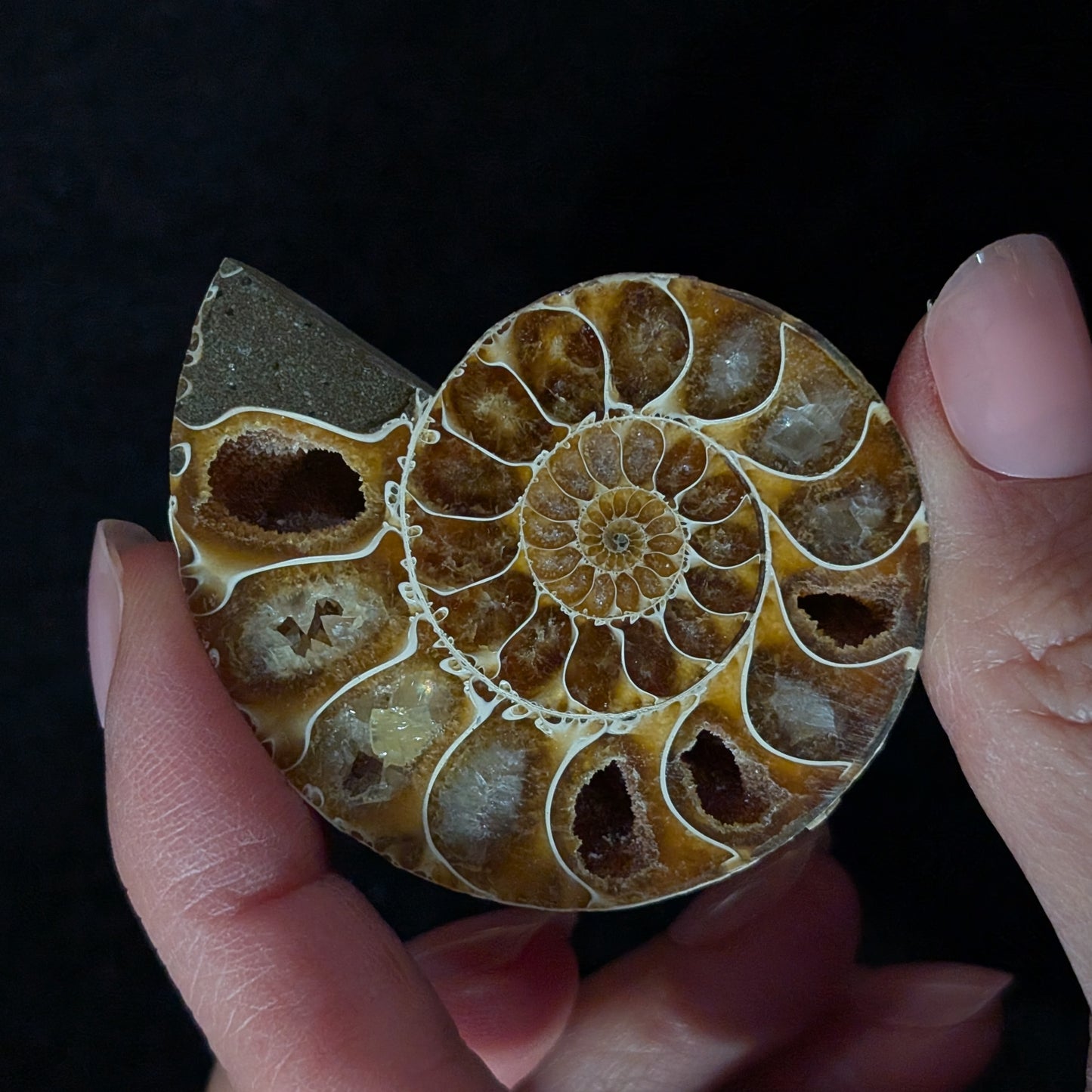 Ammonite Pair, 1.5-2.5" Premium