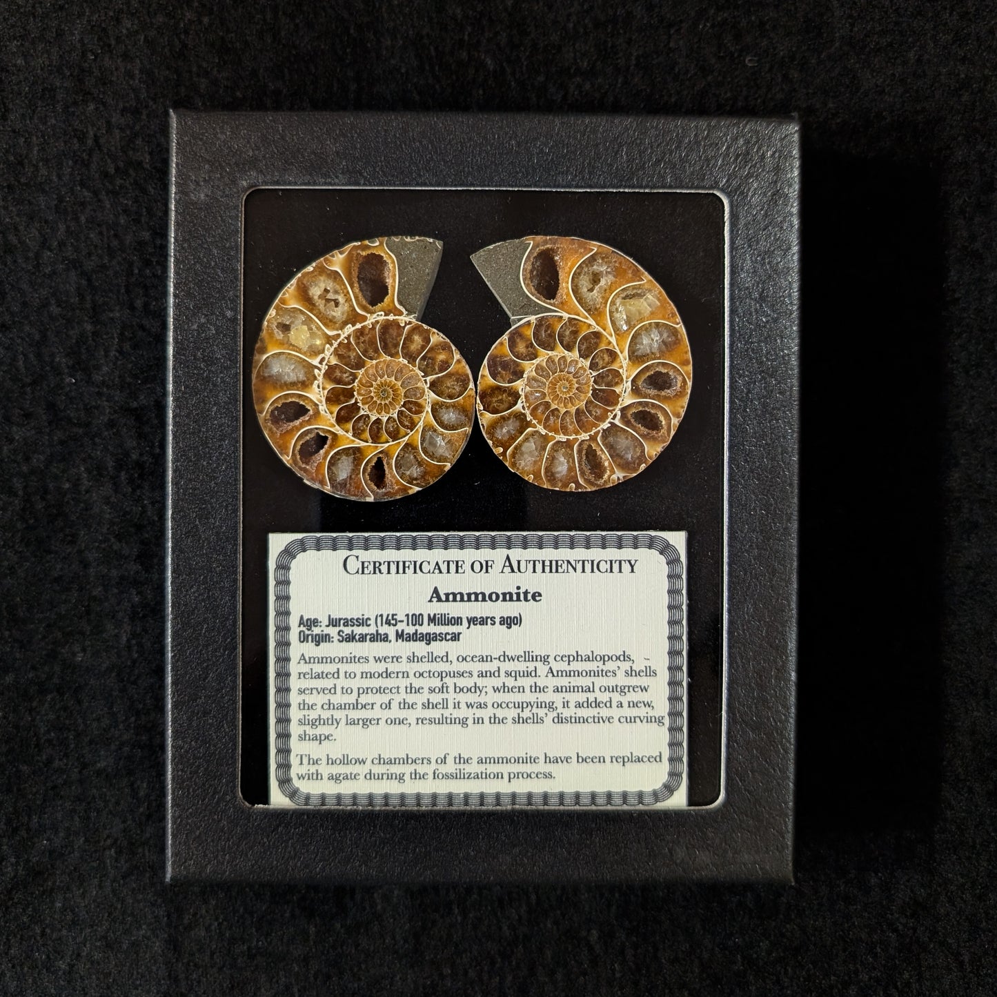 Ammonite Pair, 1.5-2.5" Premium
