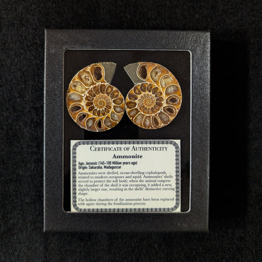 Ammonite Pair, 1.5-2.5" Premium