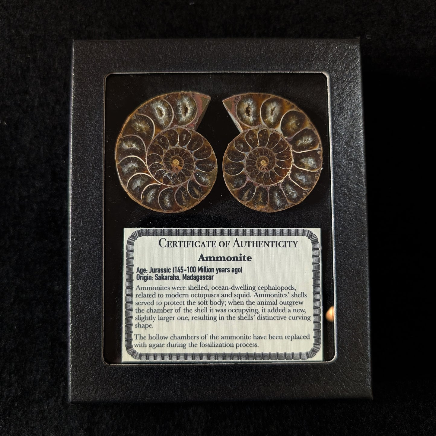 Ammonite Pair, 1.5-2.5" Premium