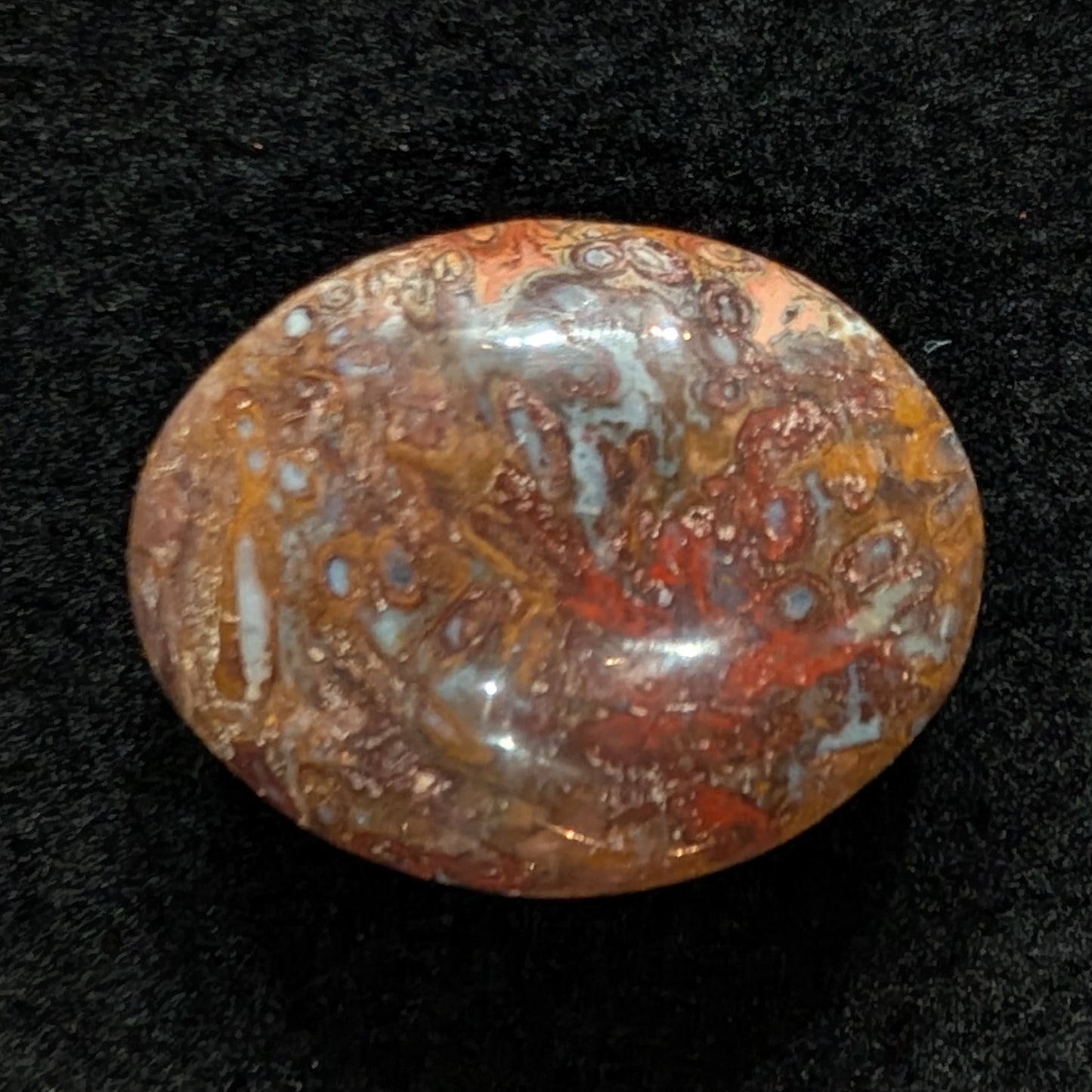 Petrified Palm Root Pocket Stone