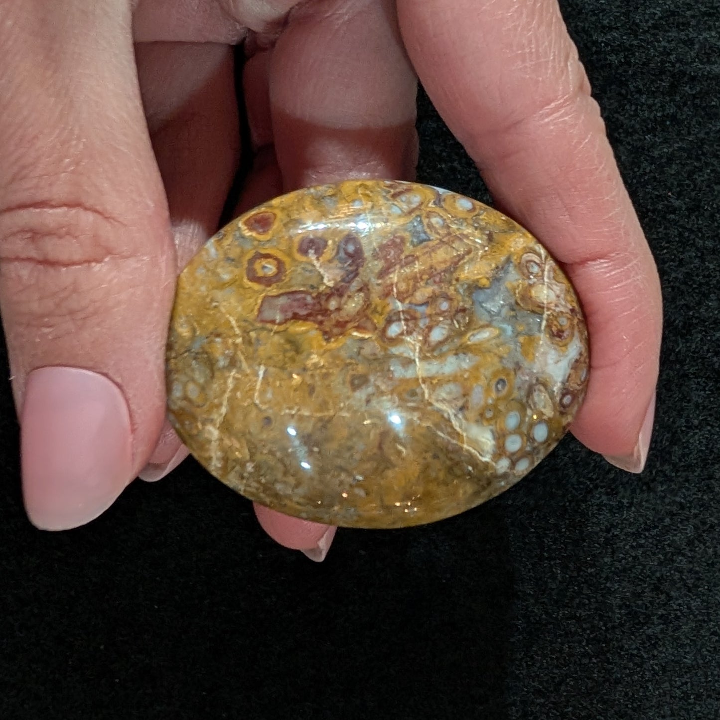 Petrified Palm Root Pocket Stone