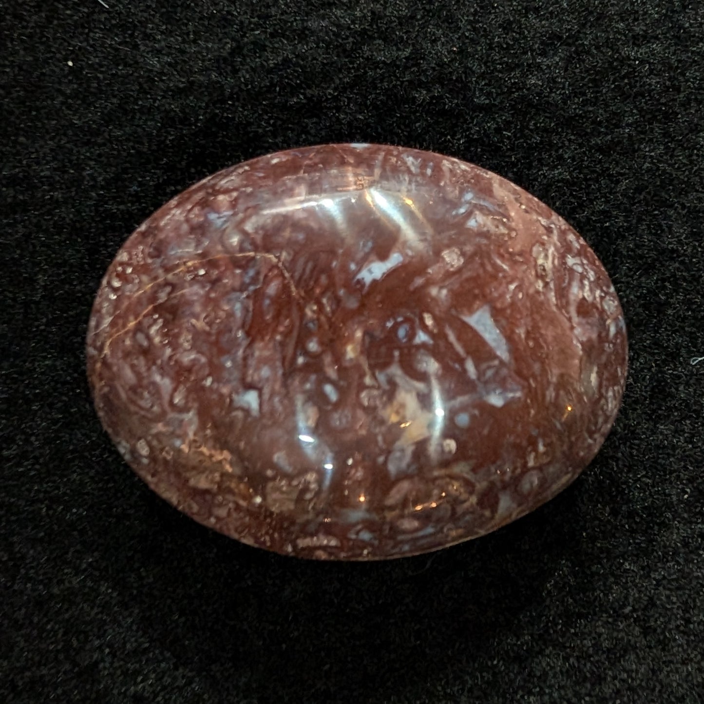 Petrified Palm Root Pocket Stone