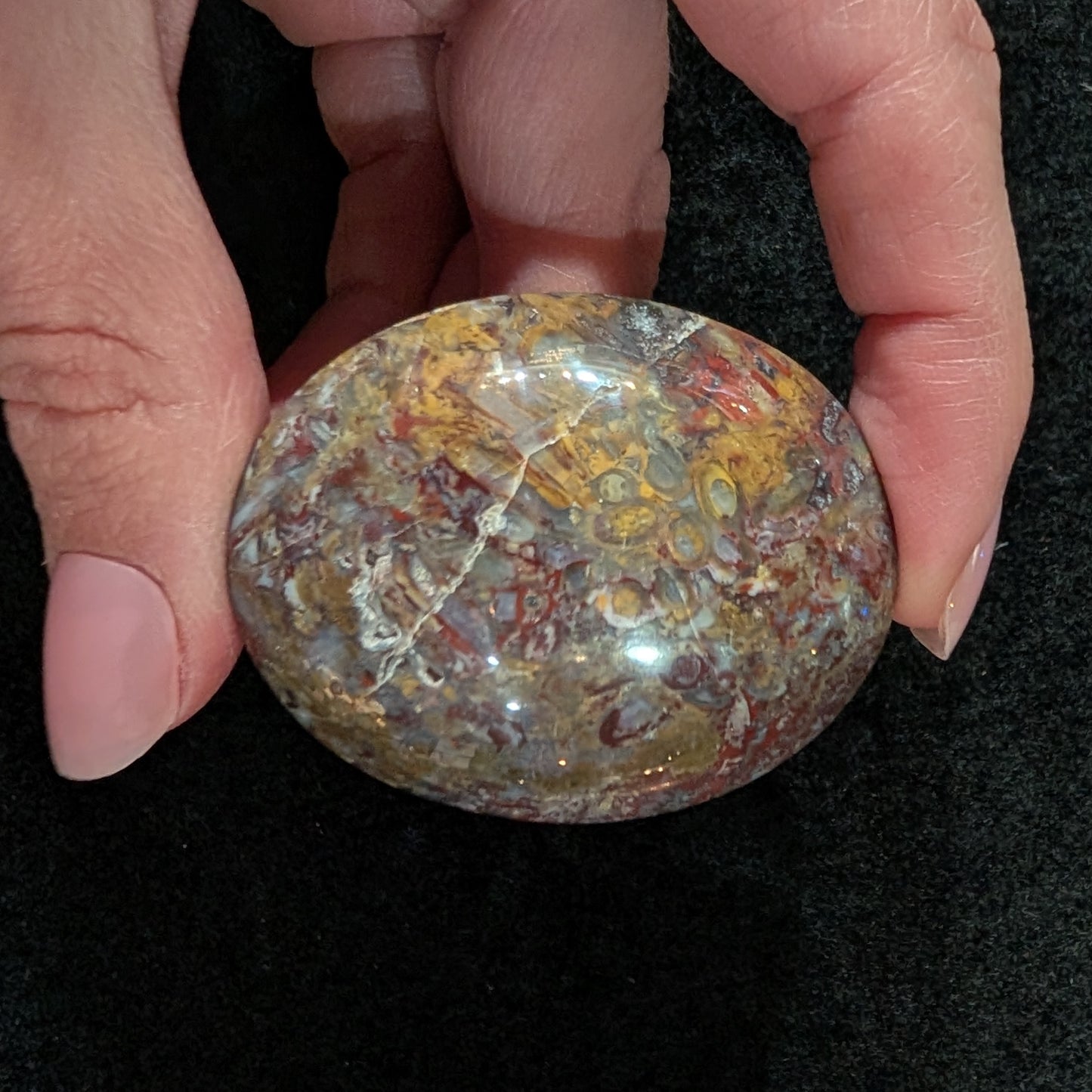 Petrified Palm Root Pocket Stone