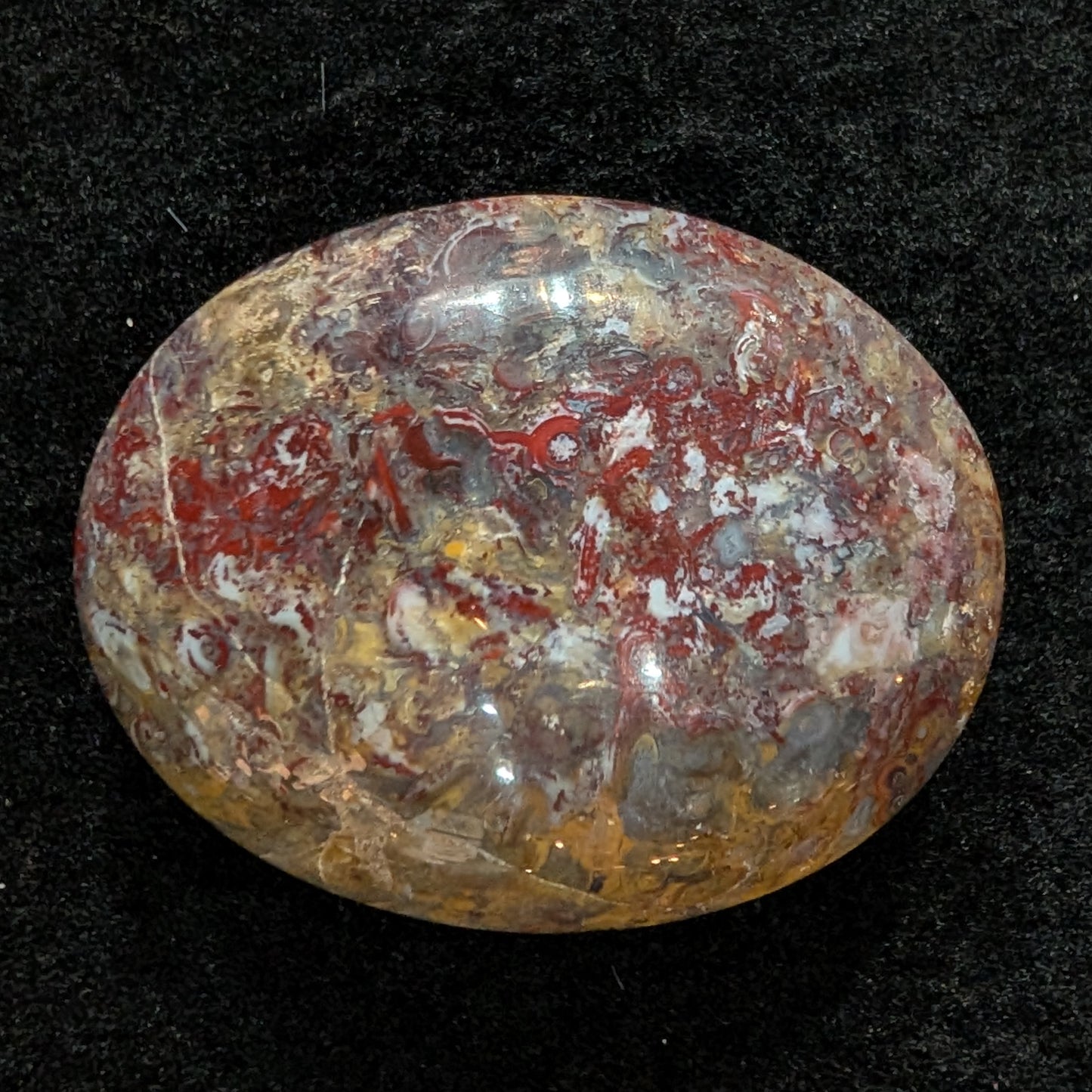 Petrified Palm Root Pocket Stone