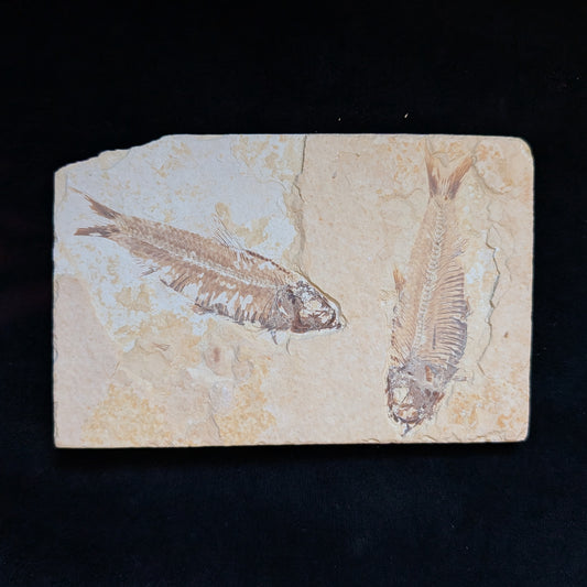 Fossilized Fish (Knightia)