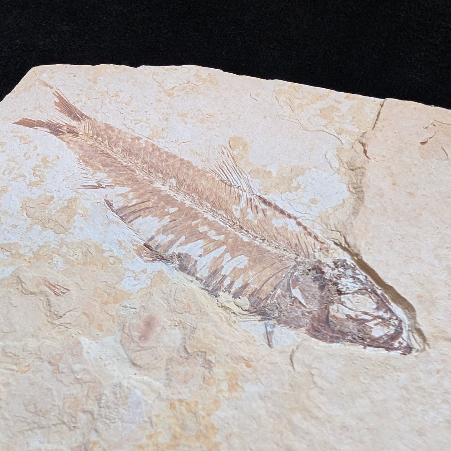 Fossilized Fish (Knightia)