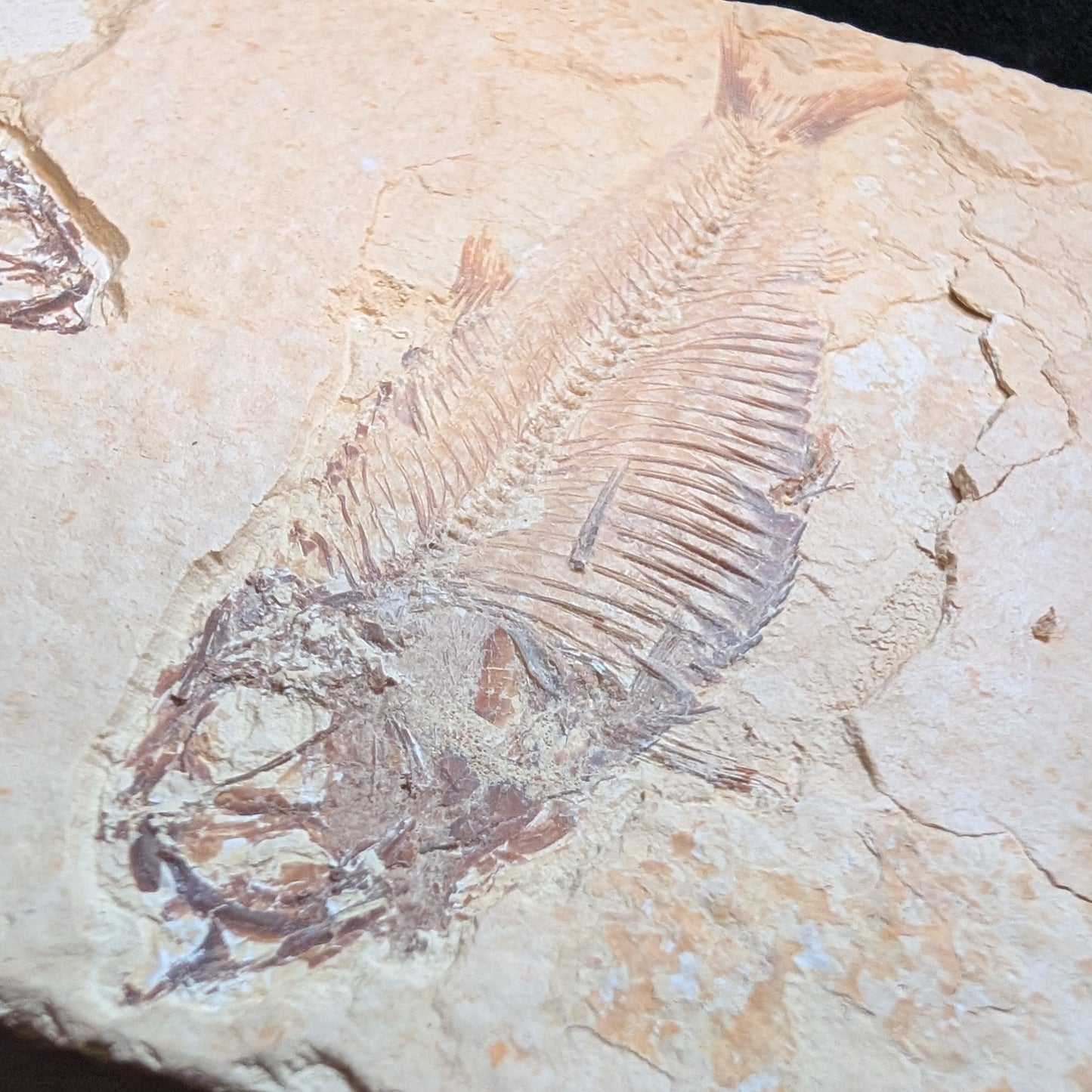 Fossilized Fish (Knightia)