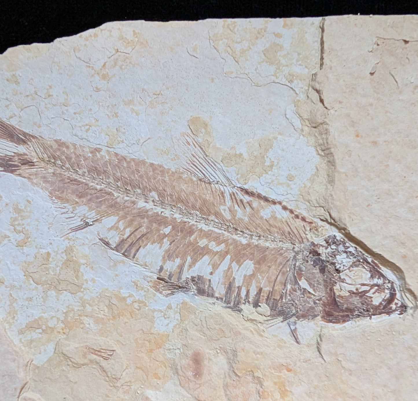 Fossilized Fish (Knightia)