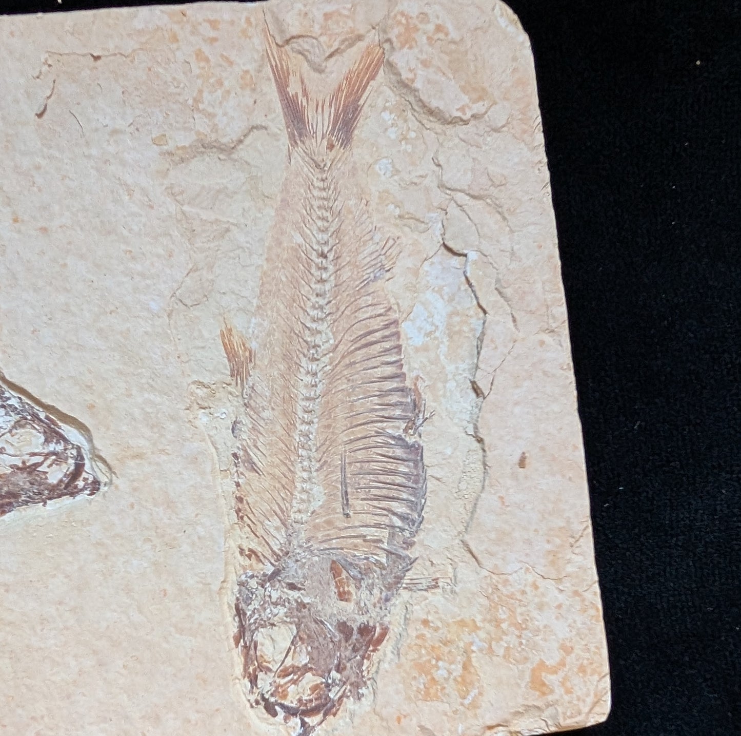 Fossilized Fish (Knightia)