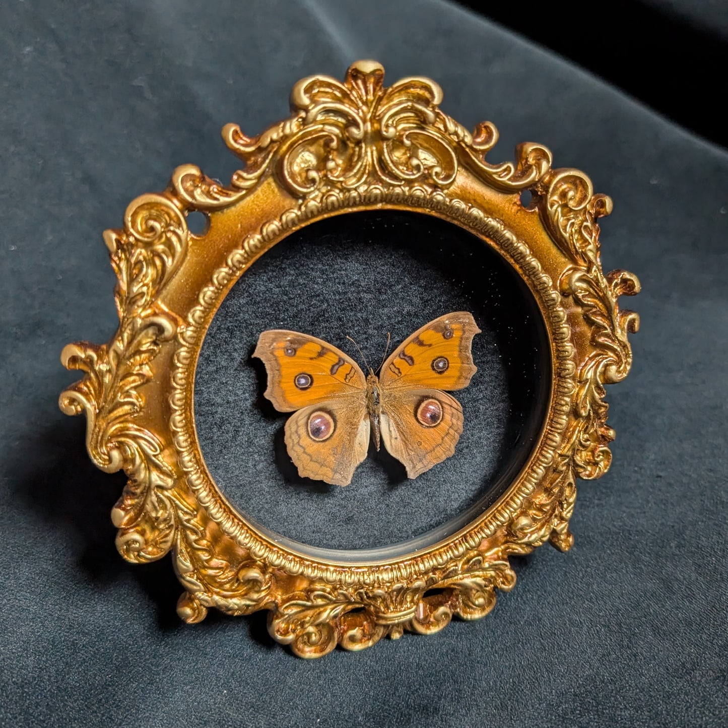 Pansy Peacock Butterfly in Ornate Frame