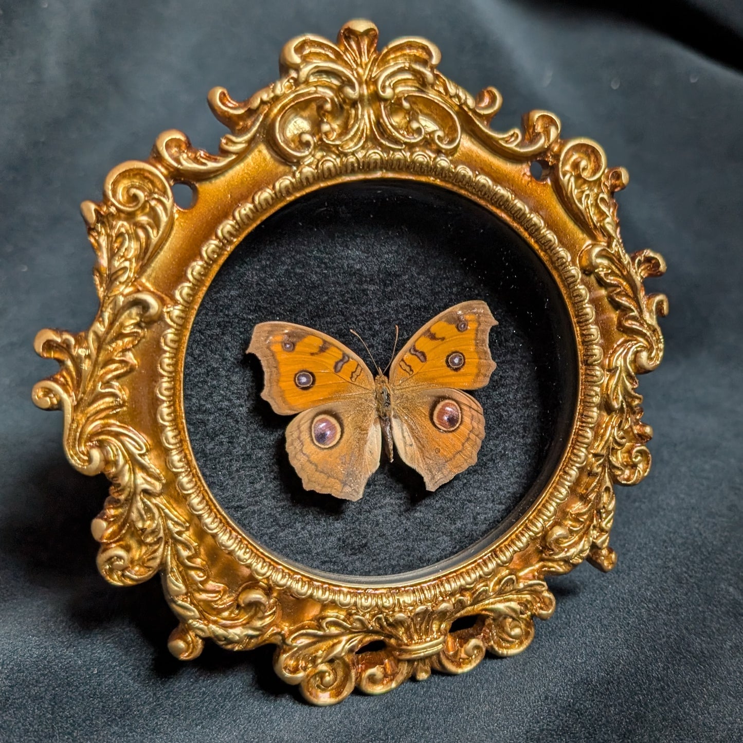 Pansy Peacock Butterfly in Ornate Frame