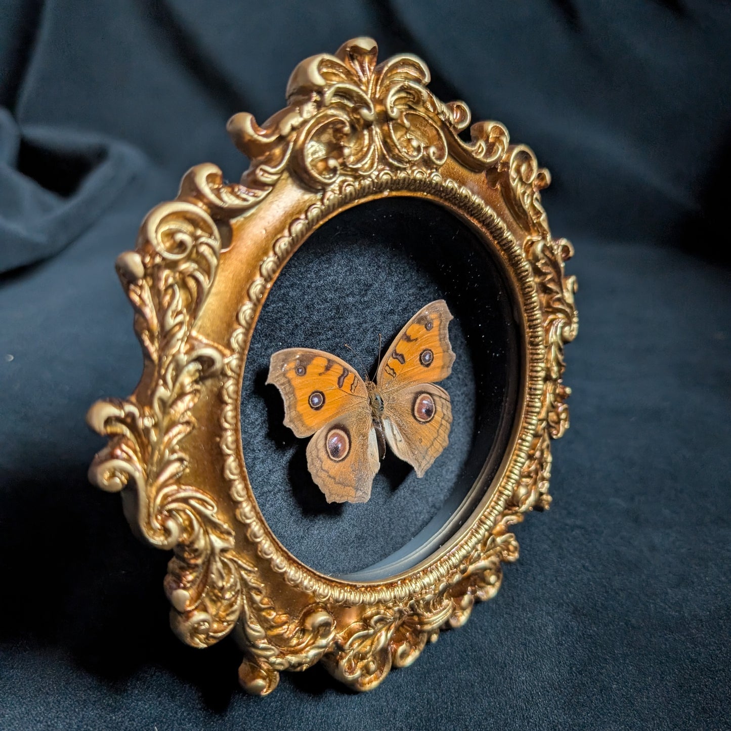 Pansy Peacock Butterfly in Ornate Frame