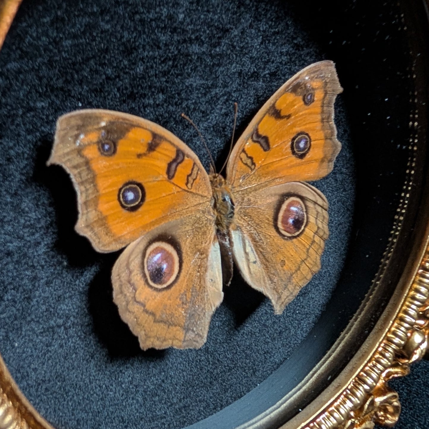 Pansy Peacock Butterfly in Ornate Frame
