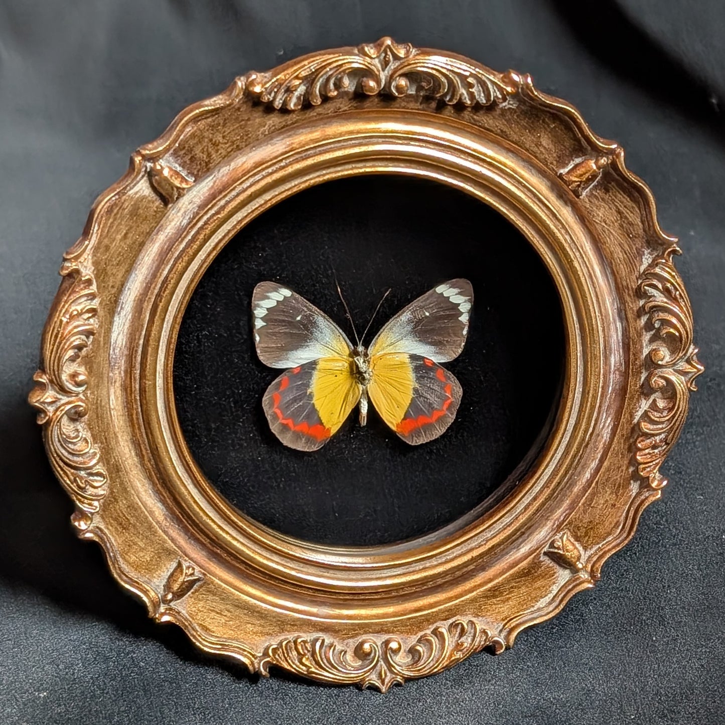 Delias timorensis in ornate frame