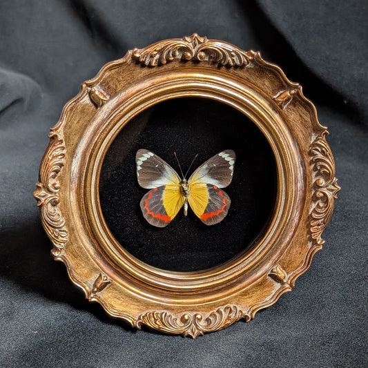Delias timorensis in ornate frame