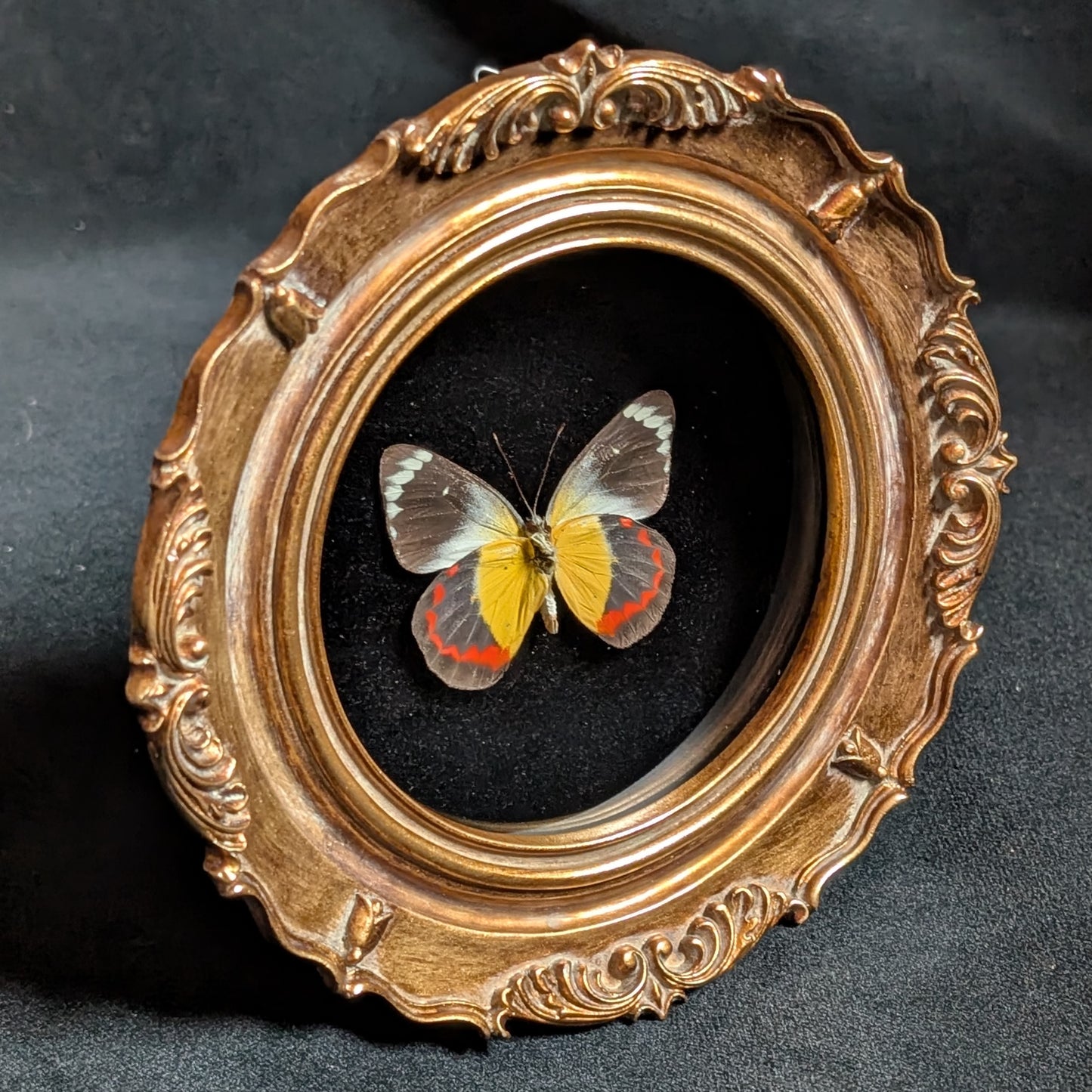 Delias timorensis in ornate frame