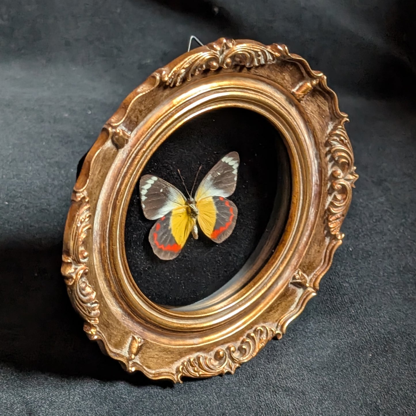 Delias timorensis in ornate frame