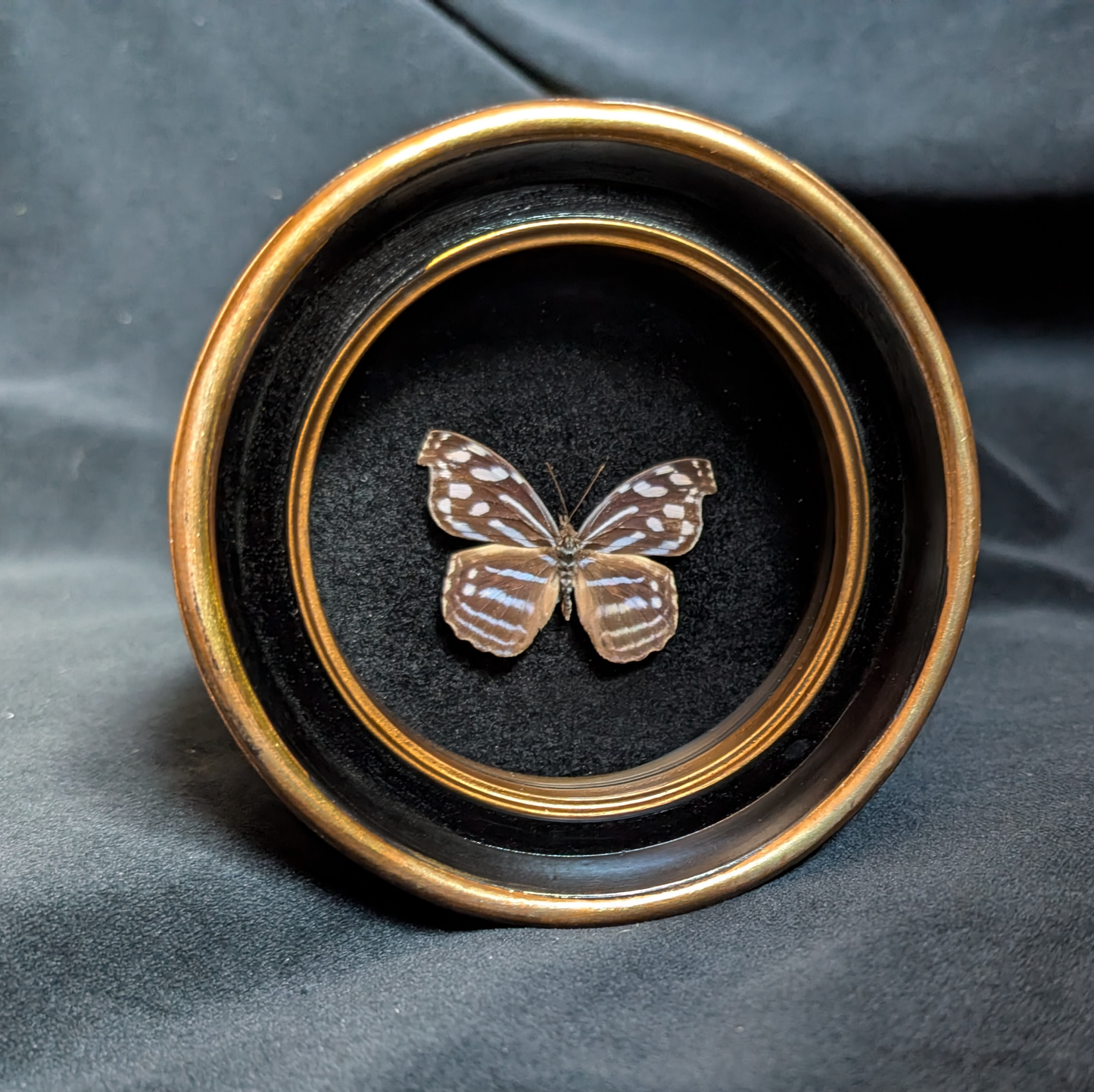 Real Myscelia butterfly