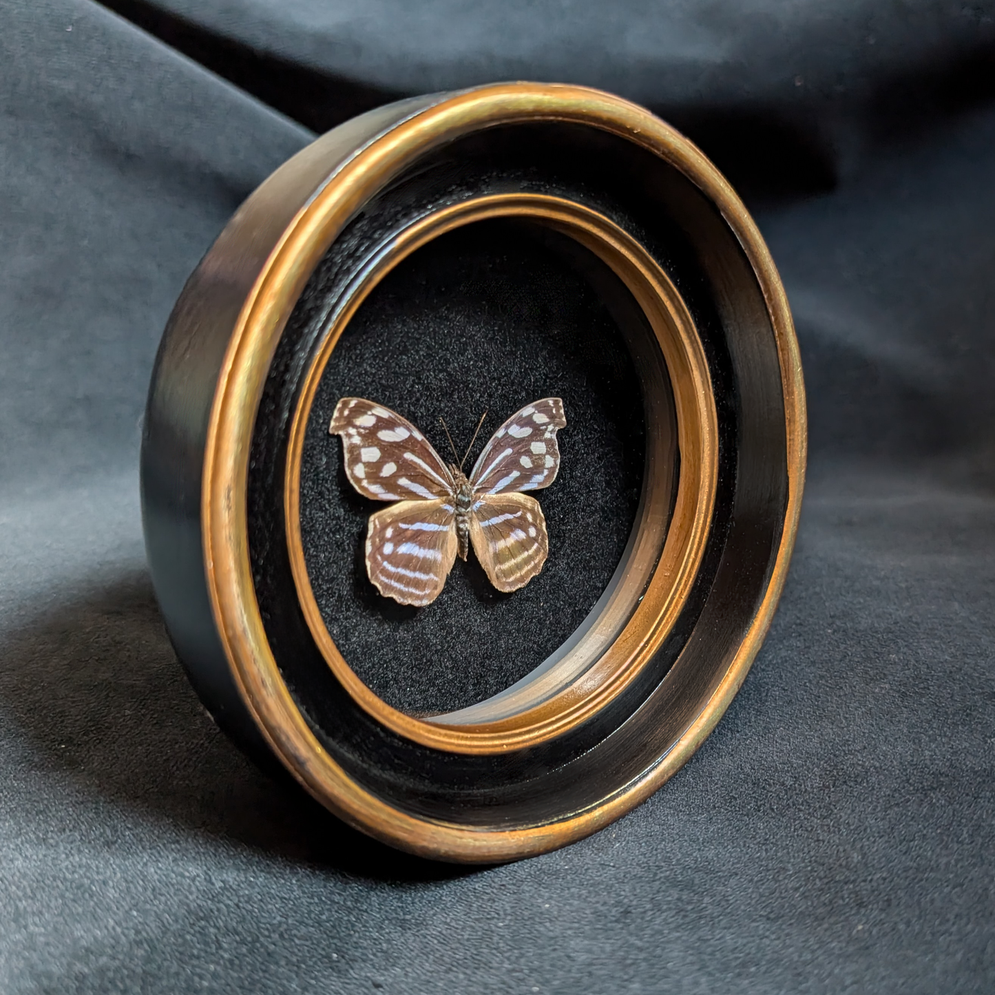 Real Myscelia butterfly