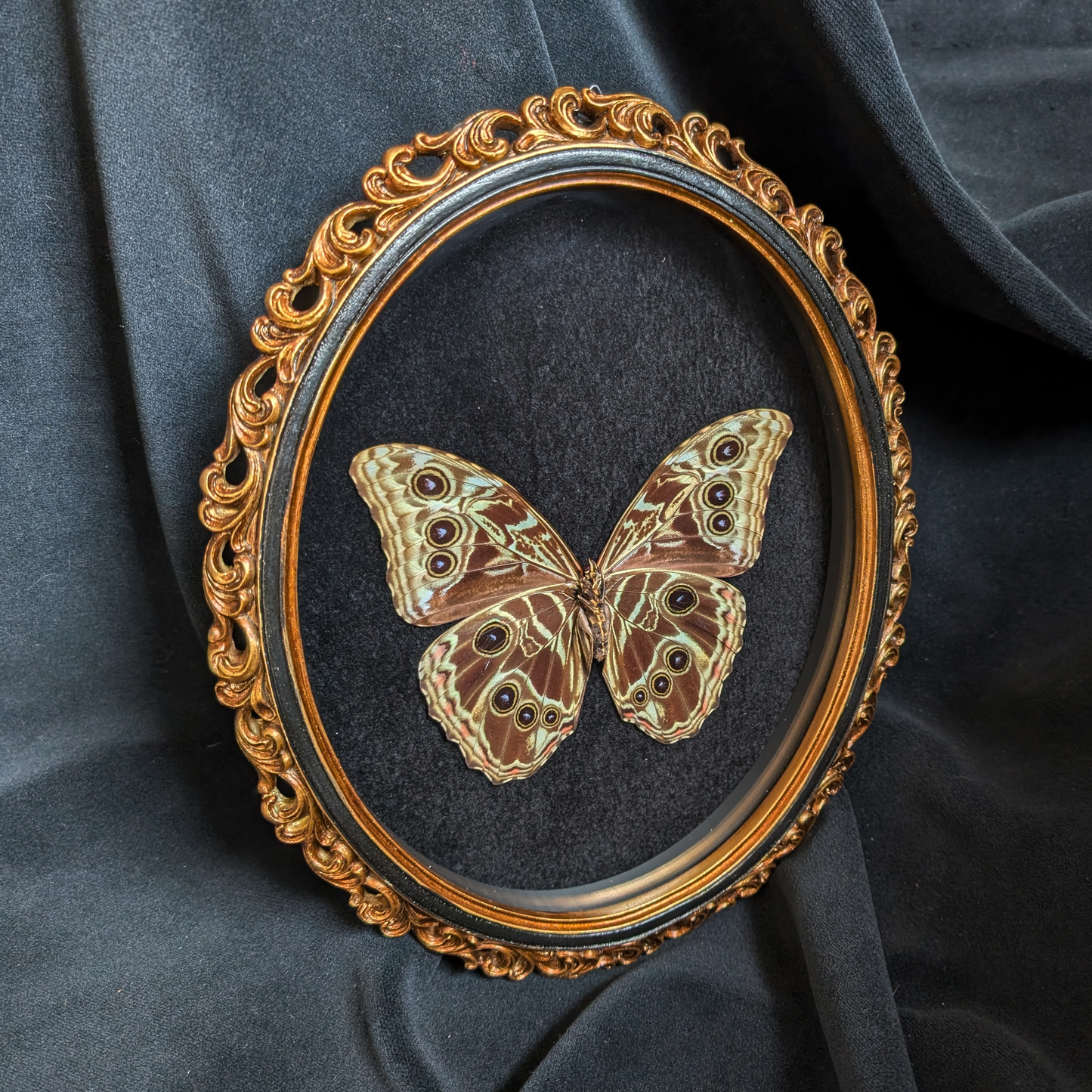 Morpho Deidamia in Ornate frame