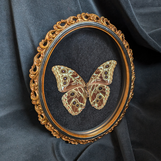 Morpho Deidamia in Ornate frame