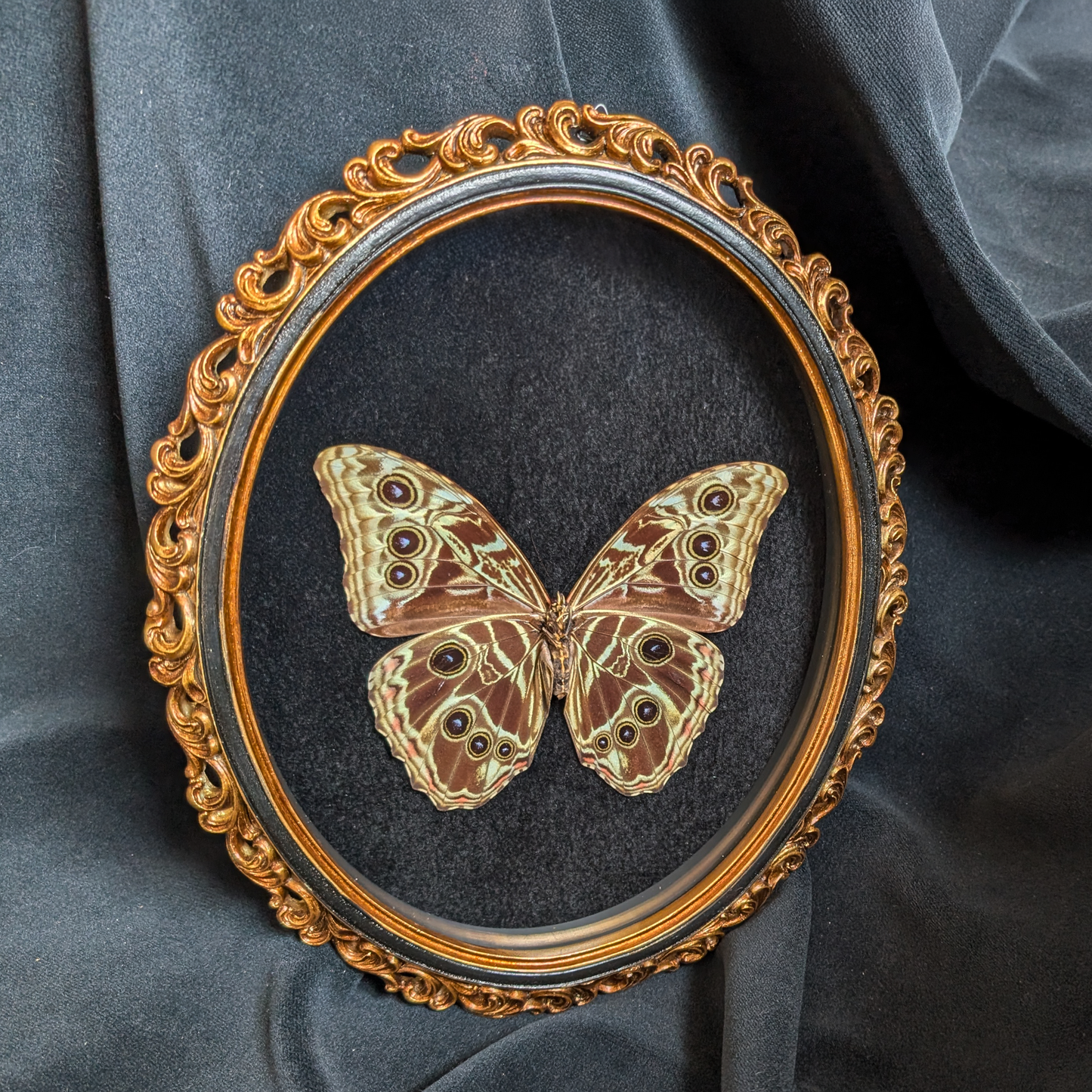 Morpho Deidamia in Ornate frame