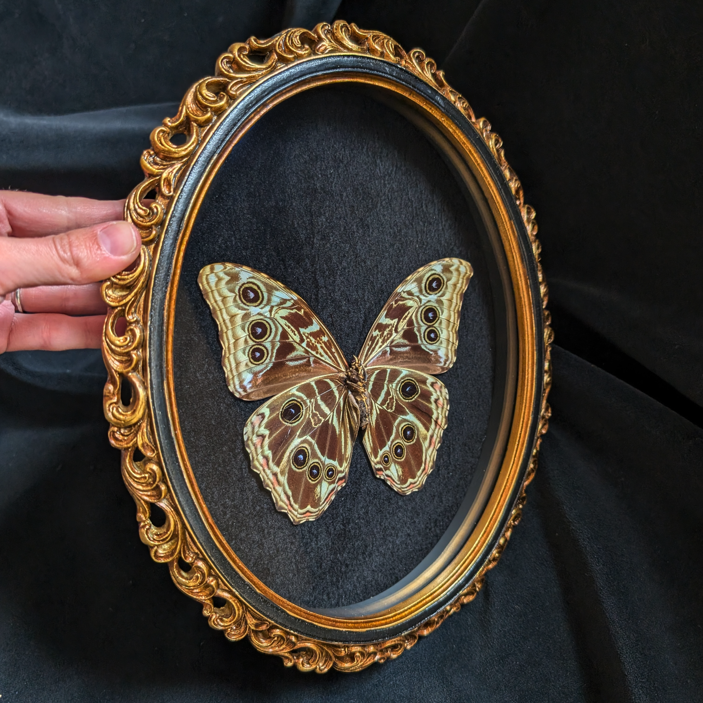 Morpho Deidamia in Ornate frame