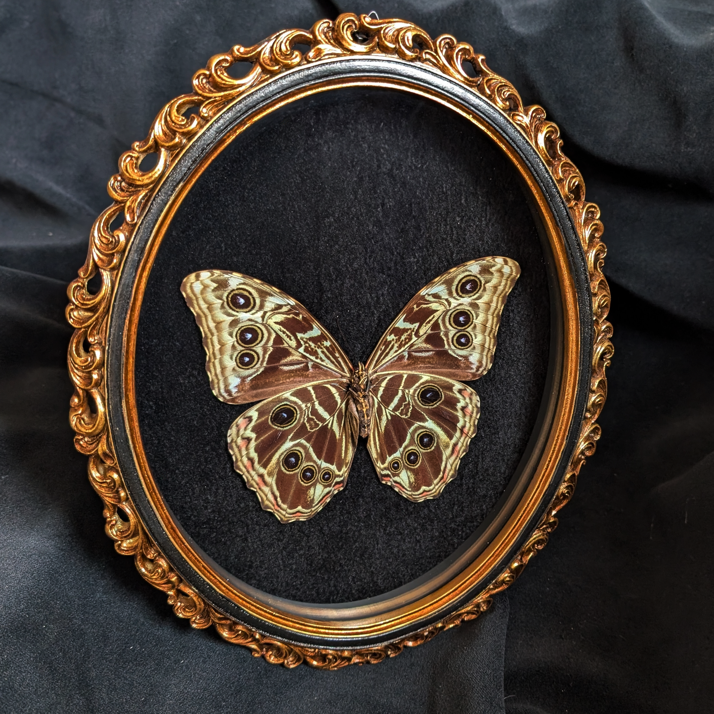 Morpho Deidamia in Ornate frame