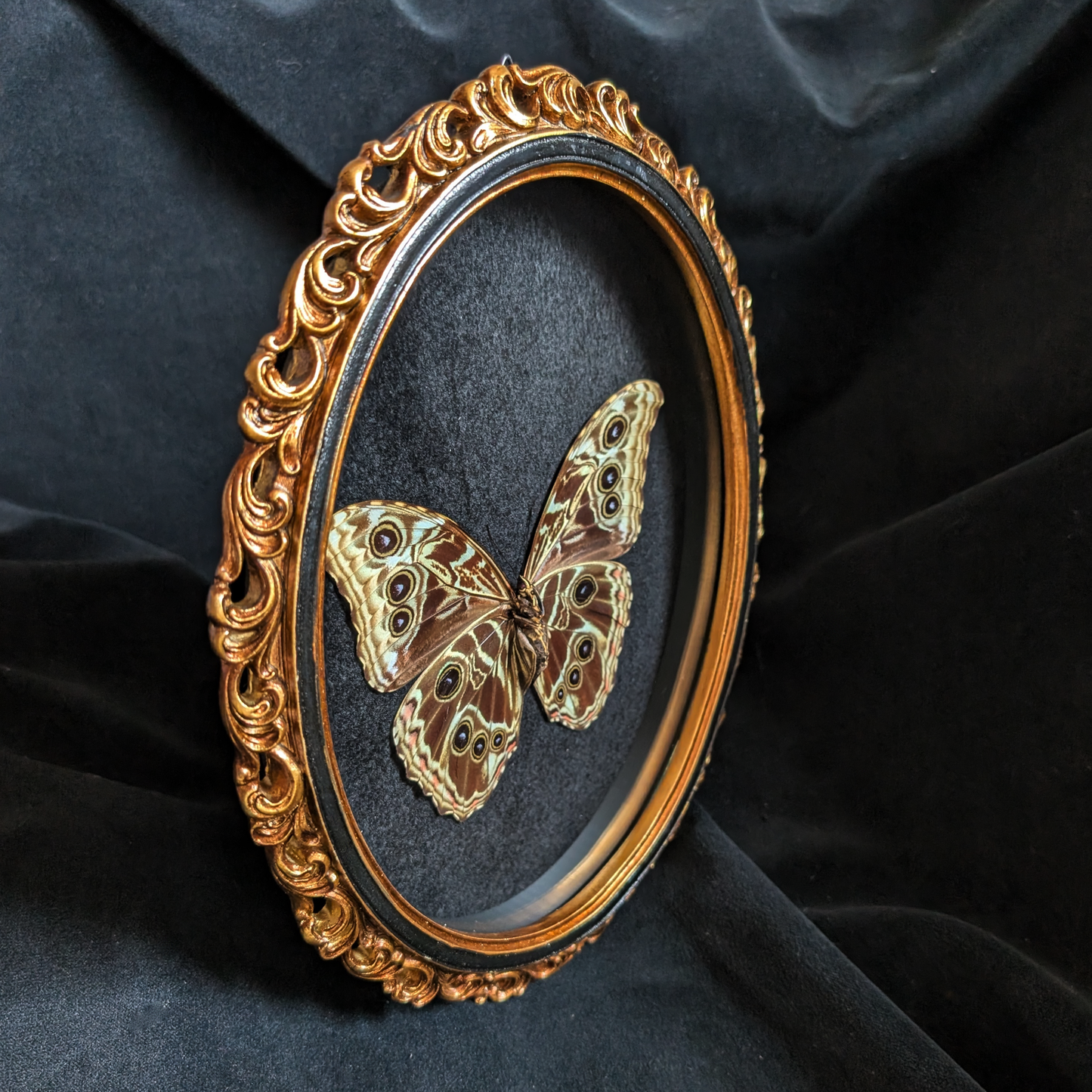 Morpho Deidamia in Ornate frame