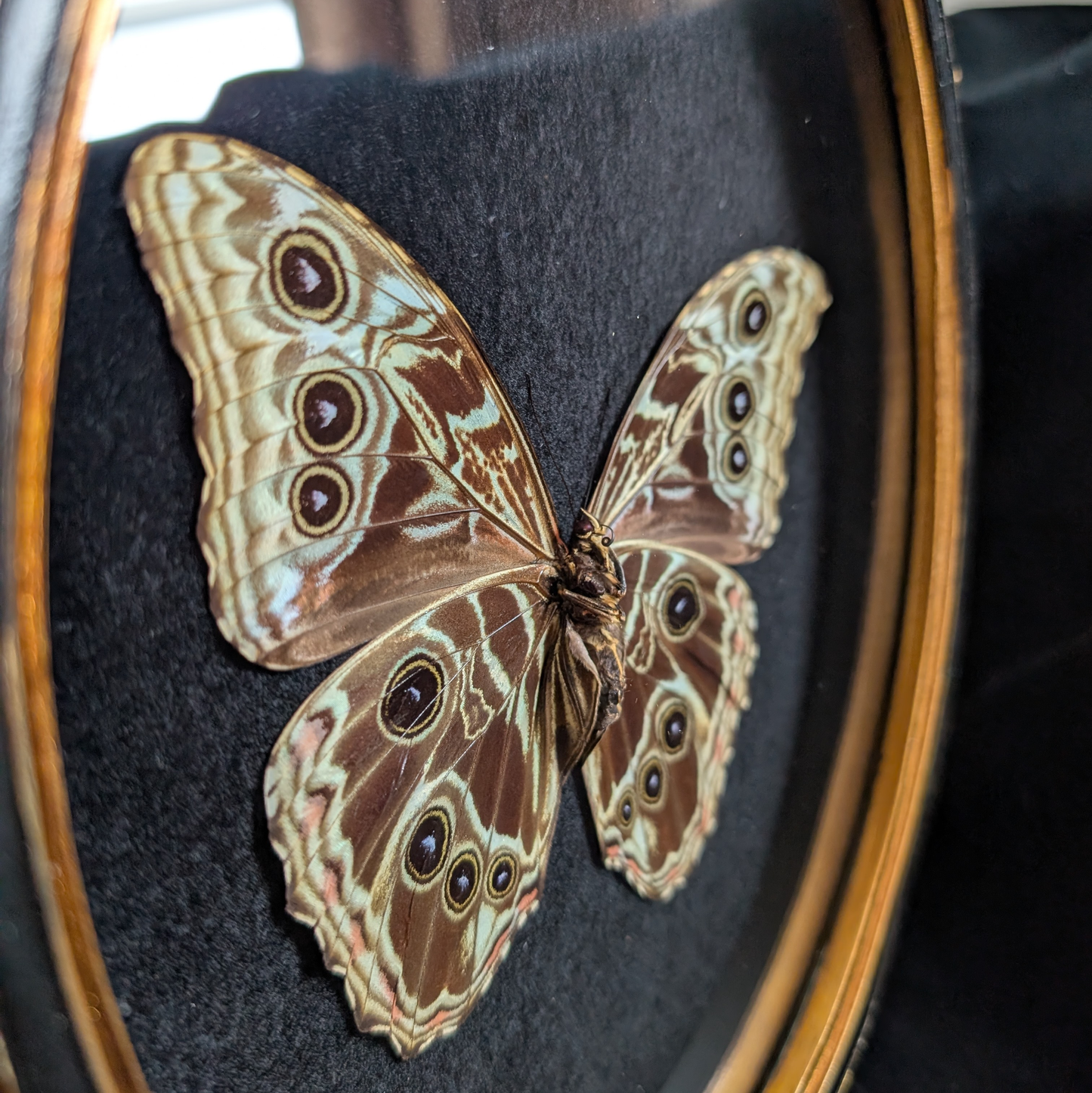 Morpho Deidamia in Ornate frame