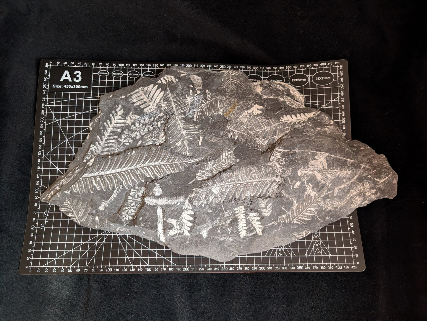 Large Fern Fossil Plate with 5+ species