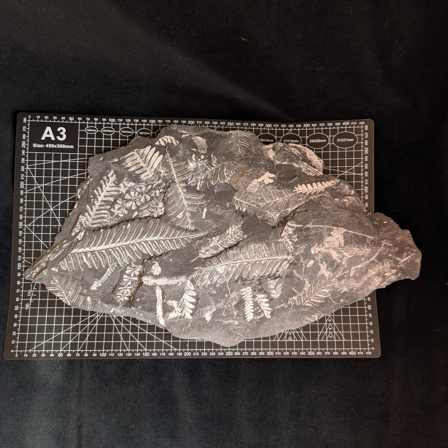 Large Fern Fossil Plate with 5+ species